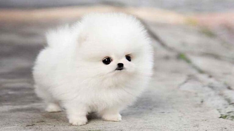 Top 10 Most Adorable Puppies In The World